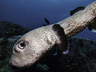 spiny pufferfish © Pierluigi Leggeri