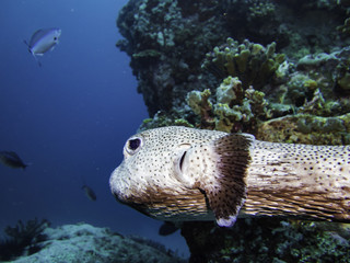 spiny pufferfish © Pierluigi Leggeri