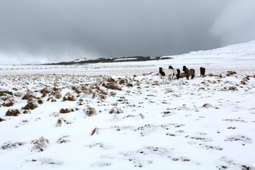 Fototapeta premium icelandic horses in a snowy countryside