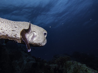 spiny pufferfish © Pierluigi Leggeri