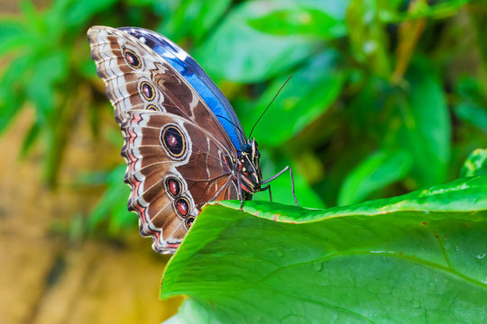 Blue Morphus butterfly