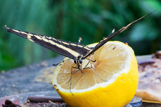 Blue Morphus butterfly