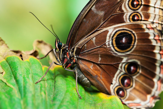 Blue Morphus butterfly