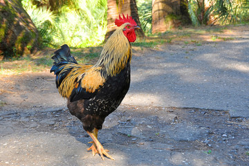 A very beautiful cock