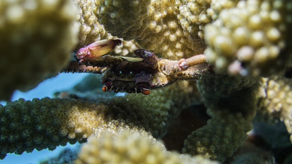red spotted coral crab