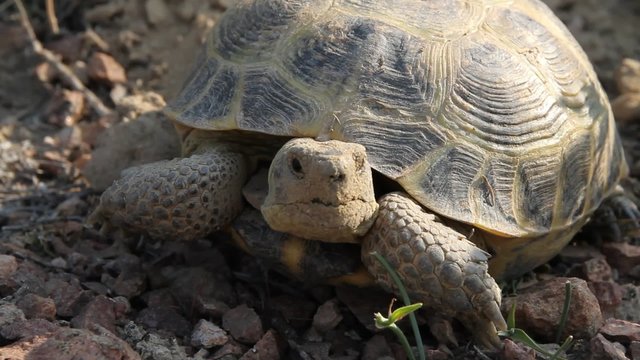 Turtle on sand closeup