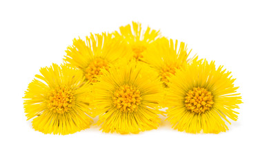 yellow spring flower isolated