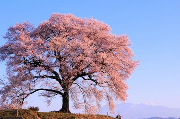 わに塚の桜と八ヶ岳