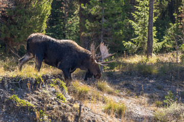 Bull Moose