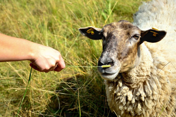 Sheep with hand holding food