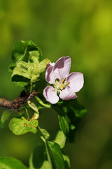 Orchard apple blossom tree