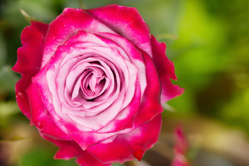 Perfect pink rose flower on wood outdoors