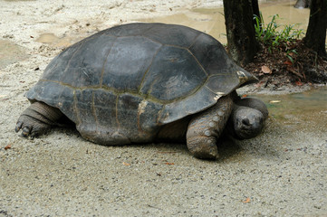 Giant Turtle on Riverbank Sarawak Borneo