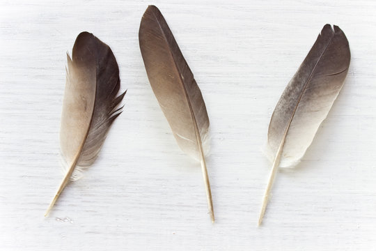 Feathers on white wooden background