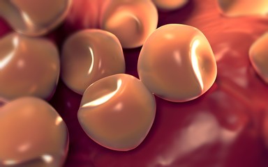  Aconite anther and pollen