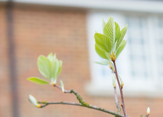First leaves on a tree in spring