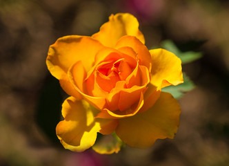 Golden tea rose flower outdoors background