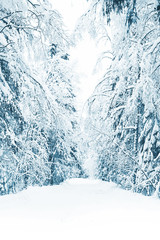 Russian winter forest in snow