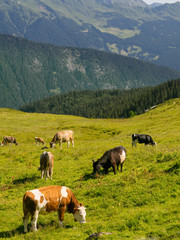 Fototapeta na wymiar Cows grazing on a green alpine meadow