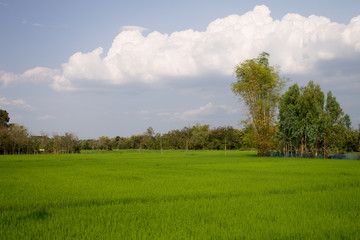 The rice field