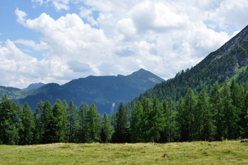 Naklejka premium alp