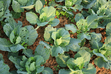 Naklejka premium green cabbage in growth at vegetable garden