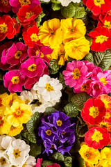Close up on colorful primrose flowers