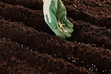 Gardener seeding seeds at the start of spring