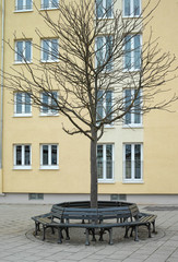 Round bench.Sitting bench around a tree in a public place on the street.