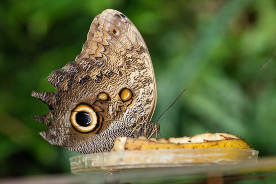 Blue Morphus butterfly