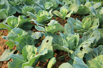 green cabbage in growth at vegetable garden