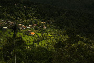 Fototapeta premium The ray of sunshine in the rice plantations. The view of the rice paddies, mountains and jungle