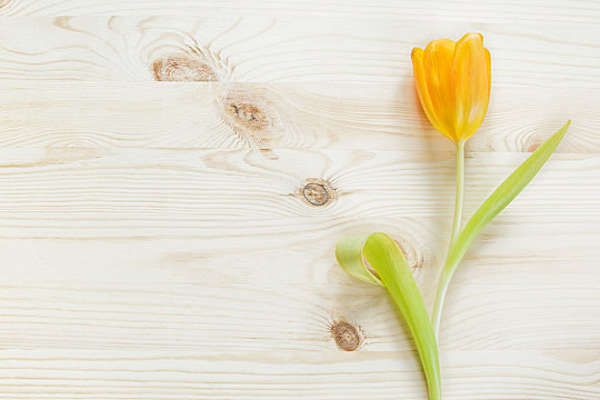 The orange tulip on the wooden table. Holiday card. Background