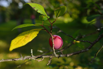 Red plum