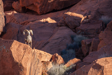 Desert Bighorn Sheep Ram