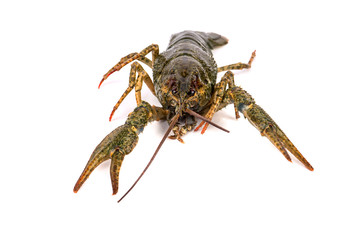 Raw crayfish