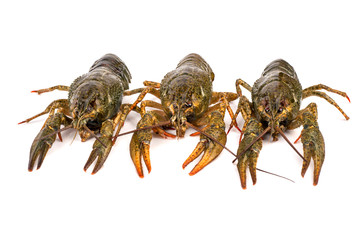 Three crayfish