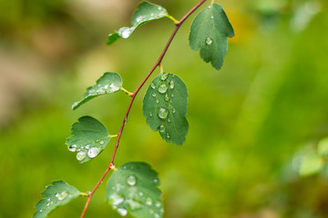 grass with rain drops macro #