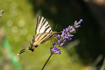 Old World swallowtail on blooming Lavender #3