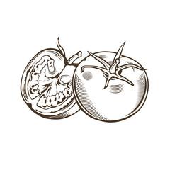 Tomatoes in vintage style. Line art vector illustration