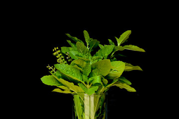 Basil black background