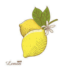 Vector illustration of colorful lemon in woodcut style.