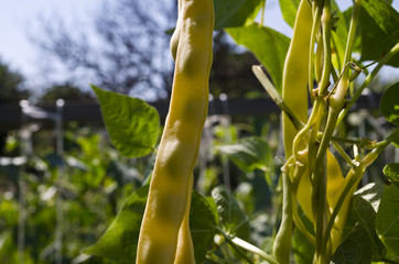 Yellow bean growing on vegetable bed in the summer