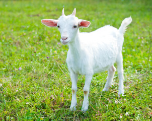 Naklejka na ściany i meble Young goat grazing in the meadow