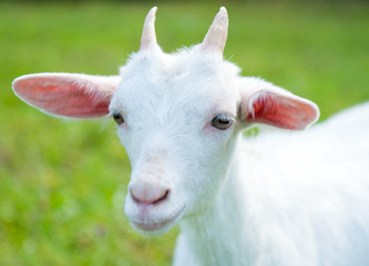 Fototapeta premium Young white goat