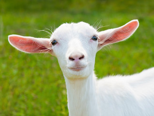 Funny young white goat on green grass