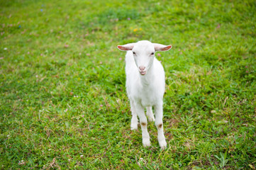 Obraz premium Young goat grazing in the meadow