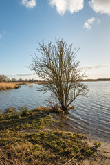Bare bush at the edge of the water