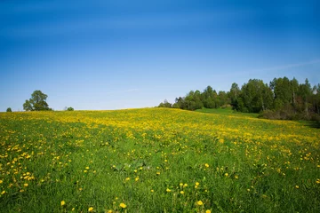 Fotobehang Idylic country scene dandelion field © AnnaMoskvina