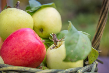 Fresh apple crop outdoors